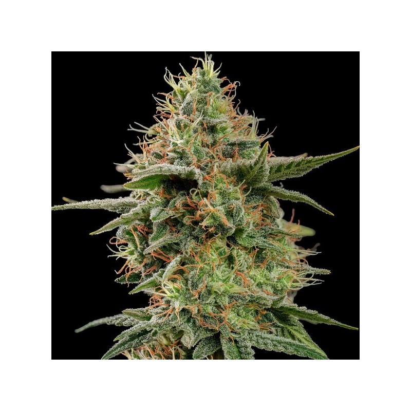 APPLE FRITTER · Royal Queen Seeds · cannabis seeds · Fem