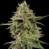 APPLE FRITTER · Royal Queen Seeds · graines de cannabis · Fem