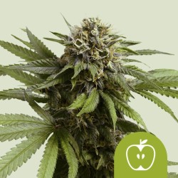 APPLE FRITTER AUTO · Royal...