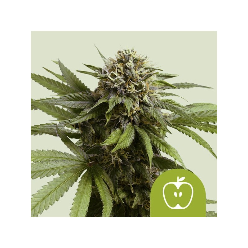 APPLE FRITTER AUTO · Royal Queen Seeds · graines de cannabis · AutoFem