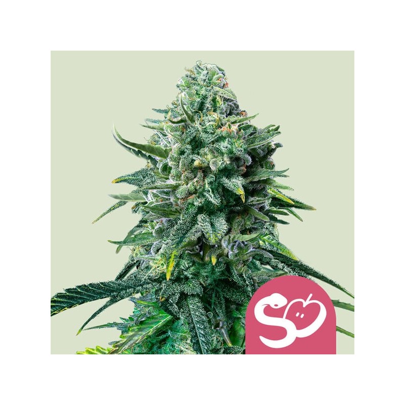 FORBIDDEN FRUIT · Royal Queen Seeds · cannabis samen · Fem