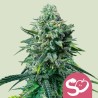 FORBIDDEN FRUIT · Royal Queen Seeds · sementes de maconha · Fem