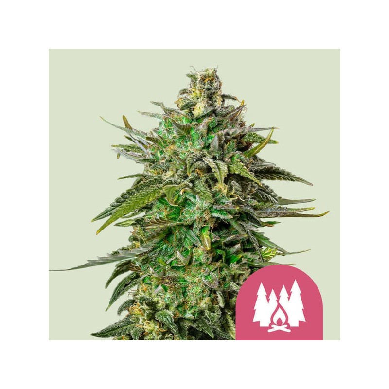 LARRY OG · Royal Queen Seeds · kenevir tohum · Disi · Fem
