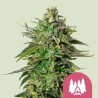 LARRY OG · Royal Queen Seeds · sementes de maconha · Fem
