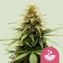 LEMON SKUNK · Royal Queen...