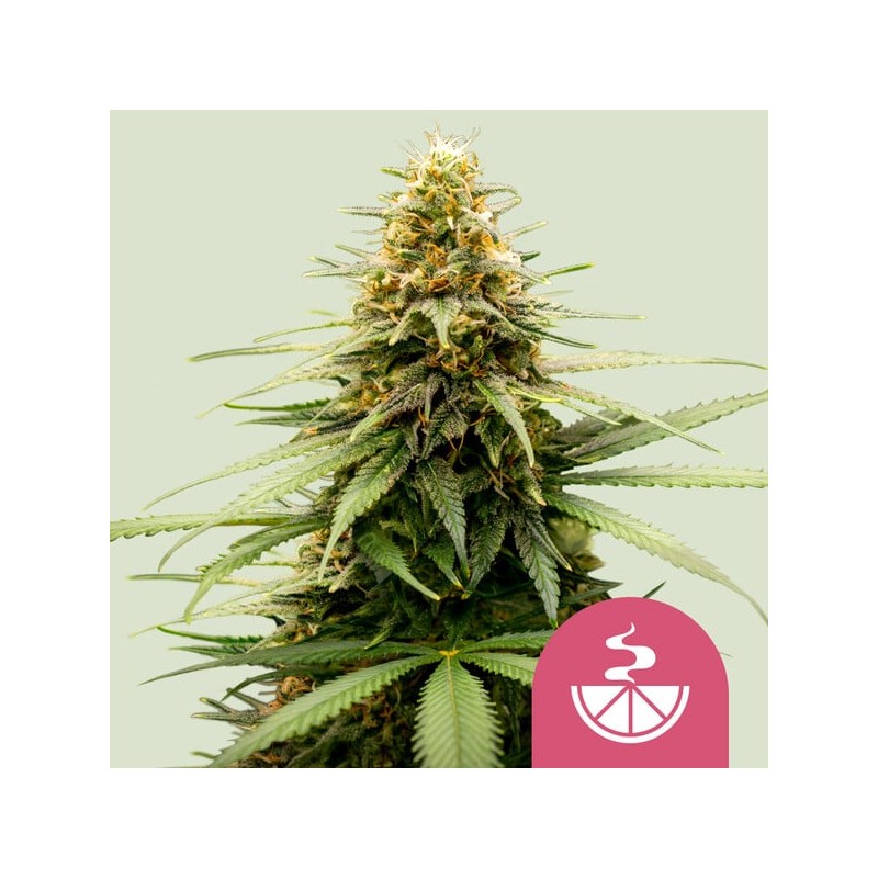 LEMON SKUNK · Royal Queen Seeds · semillas de marihuana · Fem