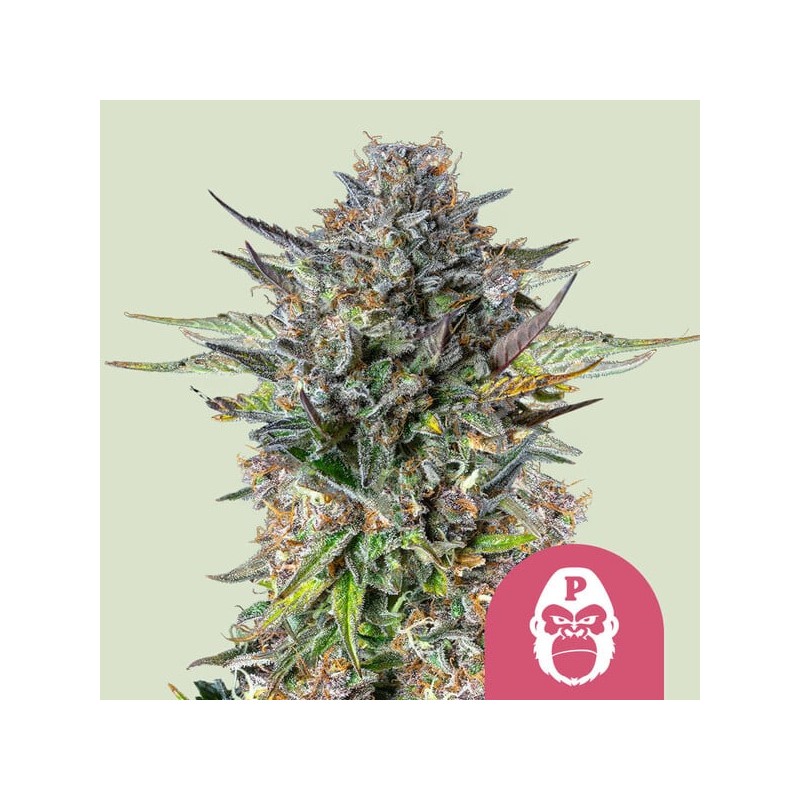 PINK GORILLA · Royal Queen Seeds · sementes de maconha · Fem