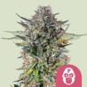 PINK GORILLA · Royal Queen Seeds · cannabis samen · Fem