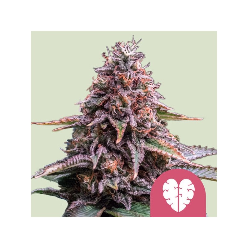 PINK MIST · Royal Queen Seeds · graines de cannabis · Fem