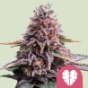 PINK MIST · Royal Queen Seeds · graines de cannabis · Fem