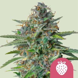 STRAWBERRY COUGH · Royal...
