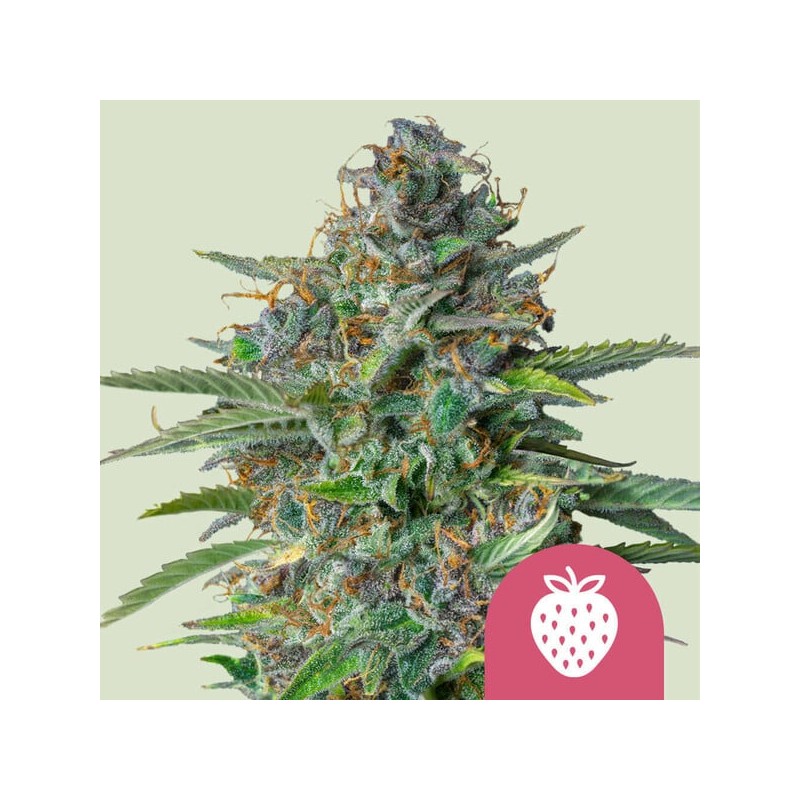 STRAWBERRY COUGH · Royal Queen Seeds · semi di canapa indiana · Fem