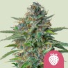 STRAWBERRY COUGH · Royal Queen Seeds · semi di canapa indiana · Fem