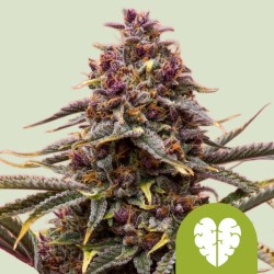 PINK MIST AUTO · Royal Queen Seeds · sementes de maconha · AutoFem