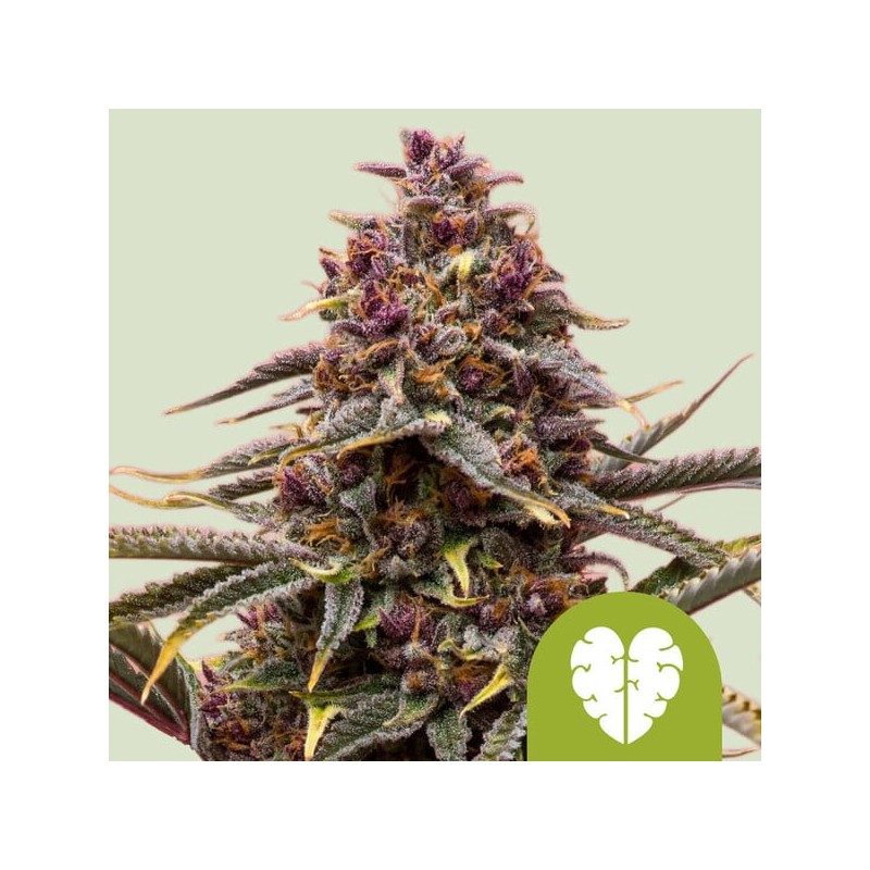 PINK MIST AUTO · Royal Queen Seeds · graines de cannabis · AutoFem