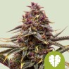 PINK MIST AUTO · Royal Queen Seeds · sementes de maconha · AutoFem