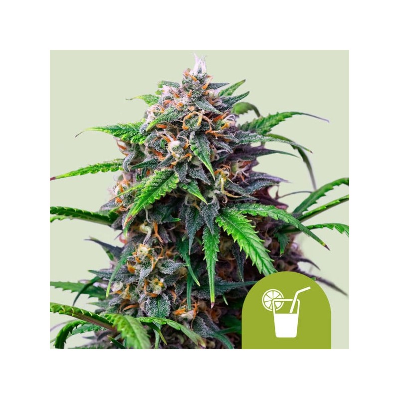 PURPLE LEMONADE AUTO · Royal Queen Seeds · graines de cannabis · AutoFem