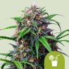 PURPLE LEMONADE AUTO ·  Royal Queen Seeds · kenevir tohum · Disi · AutoFem
