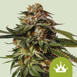 SPECIAL QUEEN 1 AUTO ·...
