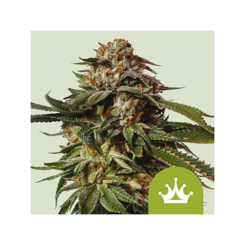 SPECIAL QUEEN 1 AUTO ·  Royal Queen Seeds · kenevir tohum · Disi · AutoFem