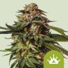 Special Queen 1 Auto – Autoflowering Samen Royal Queen Seeds