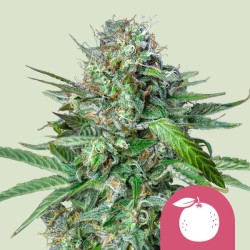 TANGIE · Royal Queen Seeds...