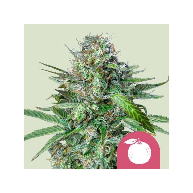 TANGIE · Royal Queen Seeds · semillas de marihuana · Fem