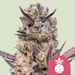TROPICANA COOKIES PURPLE · Royal Queen Seeds · sementes de maconha · Fem