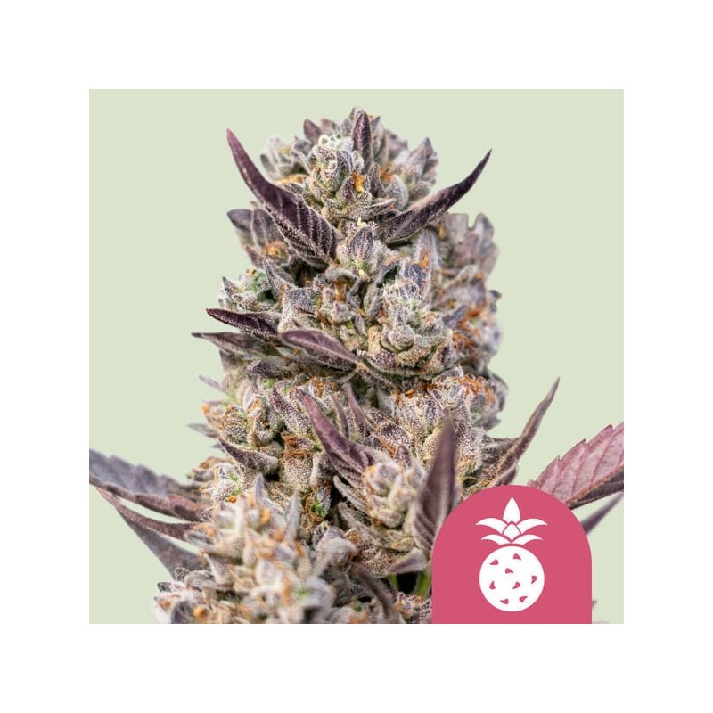 TROPICANA COOKIES PURPLE · Royal Queen Seeds · semi di canapa indiana · Fem