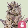 TROPICANA COOKIES PURPLE · Royal Queen Seeds · cannabis samen · Fem