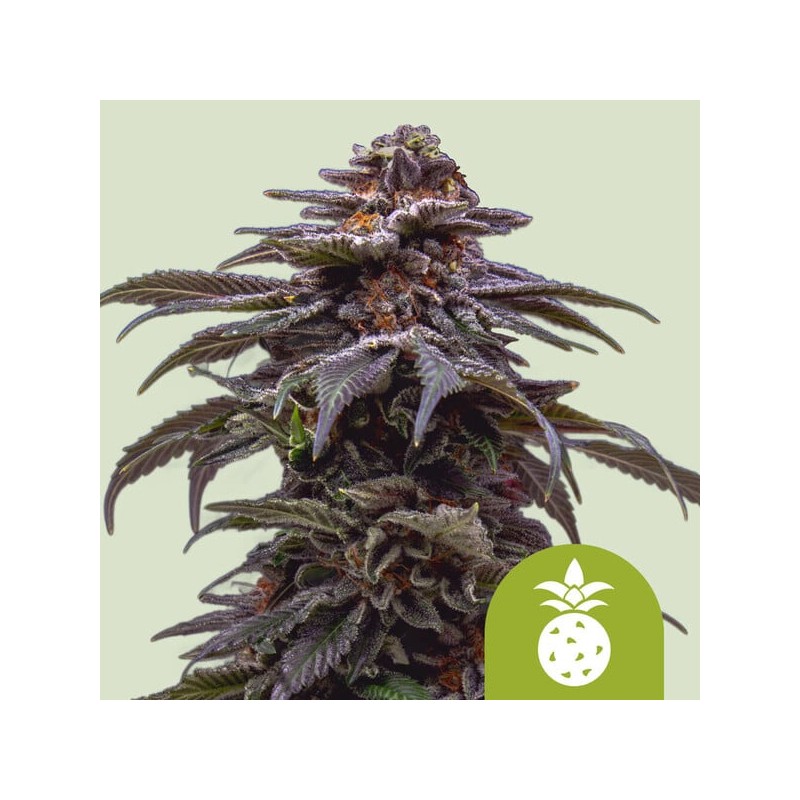 TROPICANA COOKIES PURPLE AUTO · Royal Queen Seeds · semi di canapa indiana · AutoFem