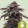 TROPICANA COOKIES PURPLE AUTO · Royal Queen Seeds · graines de cannabis · AutoFem