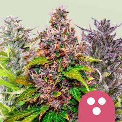 FEMINIZED MIX · Royal Queen Seeds · graines de cannabis · Fem