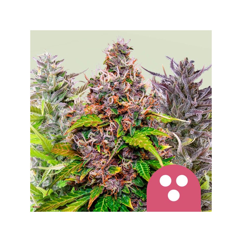 FEMINIZED MIX · Royal Queen Seeds · sementes de maconha · Fem