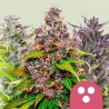 FEMINIZED MIX · Royal Queen Seeds · cannabis samen · Fem