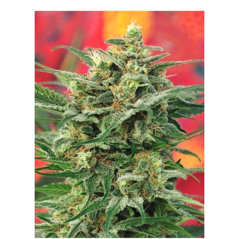 8 MILES HIGH · Mandala Seeds · graines de cannabis · Reg