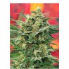 8 MILES HIGH · Mandala Seeds · graines de cannabis · Reg