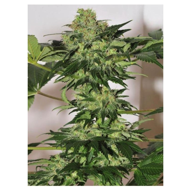 BEYOND THE BRAIN · Mandala Seeds · kenevir tohum - Reg