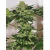BEYOND THE BRAIN  · Mandala Seeds ·  sementes de maconha - Reg