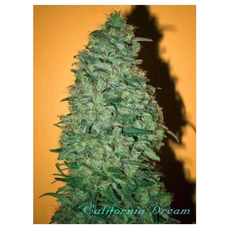CALIFORNIA DREAM · cannabis samen · Fem