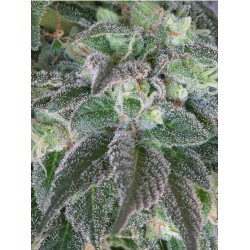 HASHBERRY · Mandala Seeds · cannabis samen - Reg