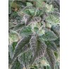 HASHBERRY · Mandala Seeds · kenevir tohum - Reg