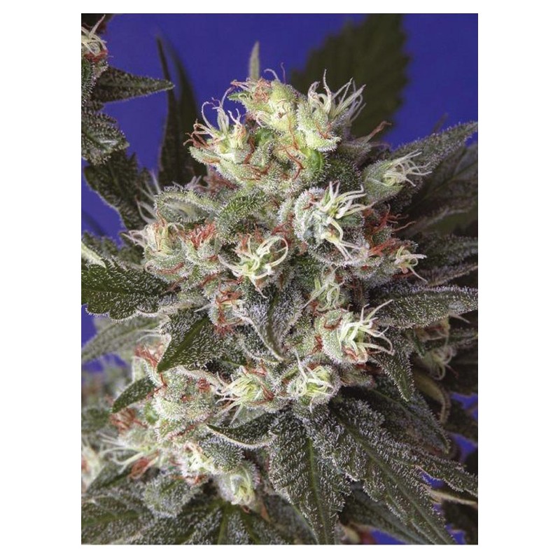 KALICHAKRA · cannabis seeds · Reg