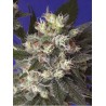 KALICHAKRA · graines de cannabis · Reg