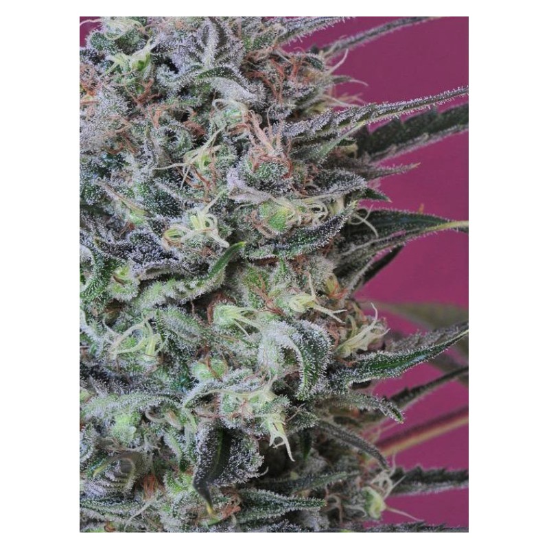 KRYSTALICA · Mandala Seeds · cannabis seeds · Reg