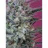 KRYSTALICA · Mandala Seeds · semillas de marihuana · Reg