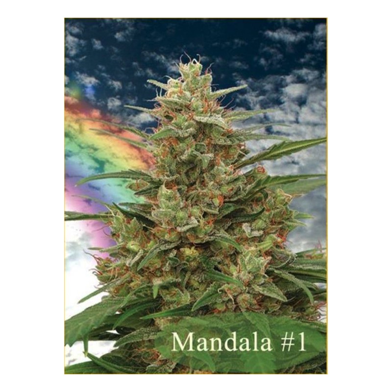 MANDALA I · graines de cannabis · Reg