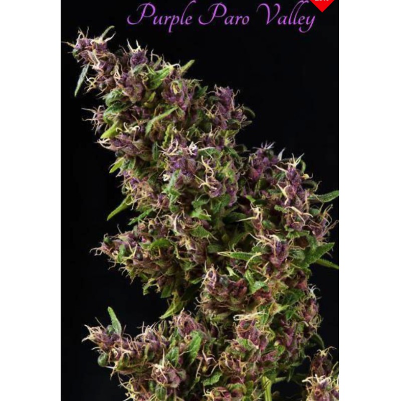 PURPLE PARO VALLEY · Mandala Seeds · cannabis samen · Fem