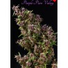 PURPLE PARO VALLEY · Mandala Seeds · cannabis seeds · Fem