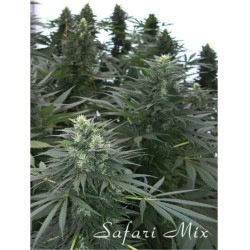 SAFARI MIX · cannabis seeds...